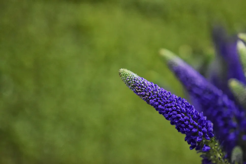 Jardinería, Flores naturales