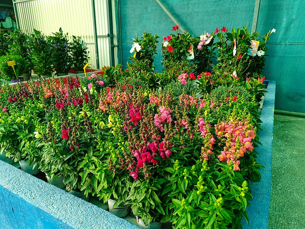 Jardinería, Flores naturales