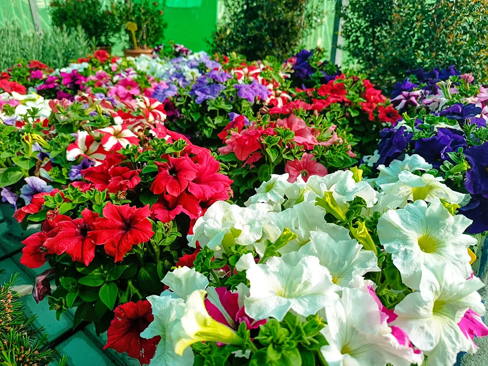 Jardinería, Flores naturales
