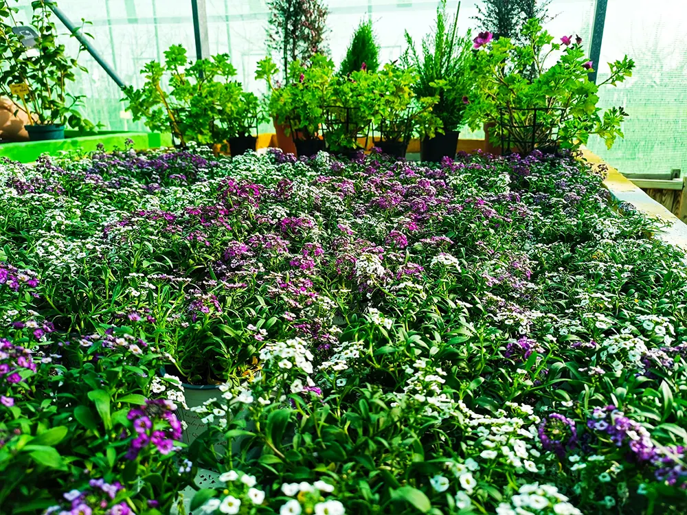 Jardinería, Flores naturales