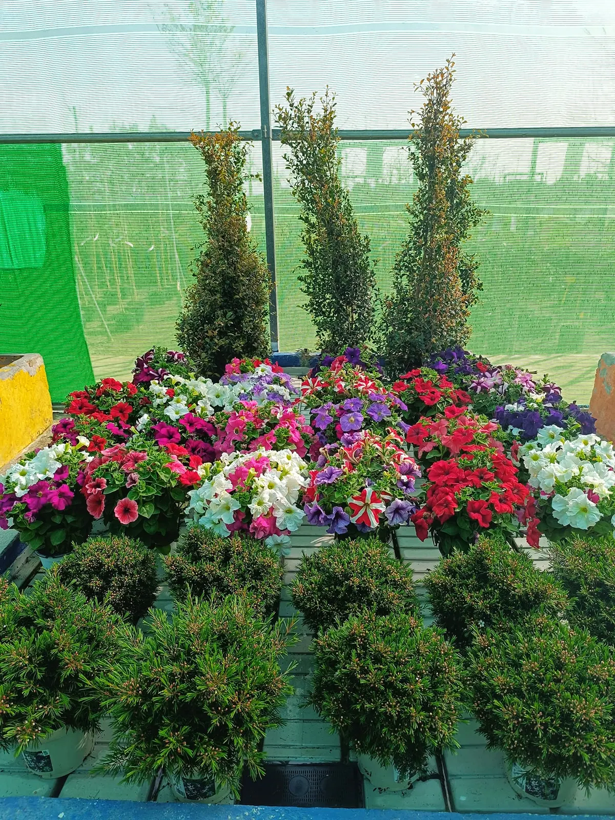 Jardinería, Flores naturales