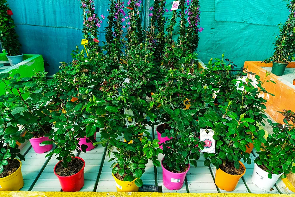 Jardinería, Flores naturales