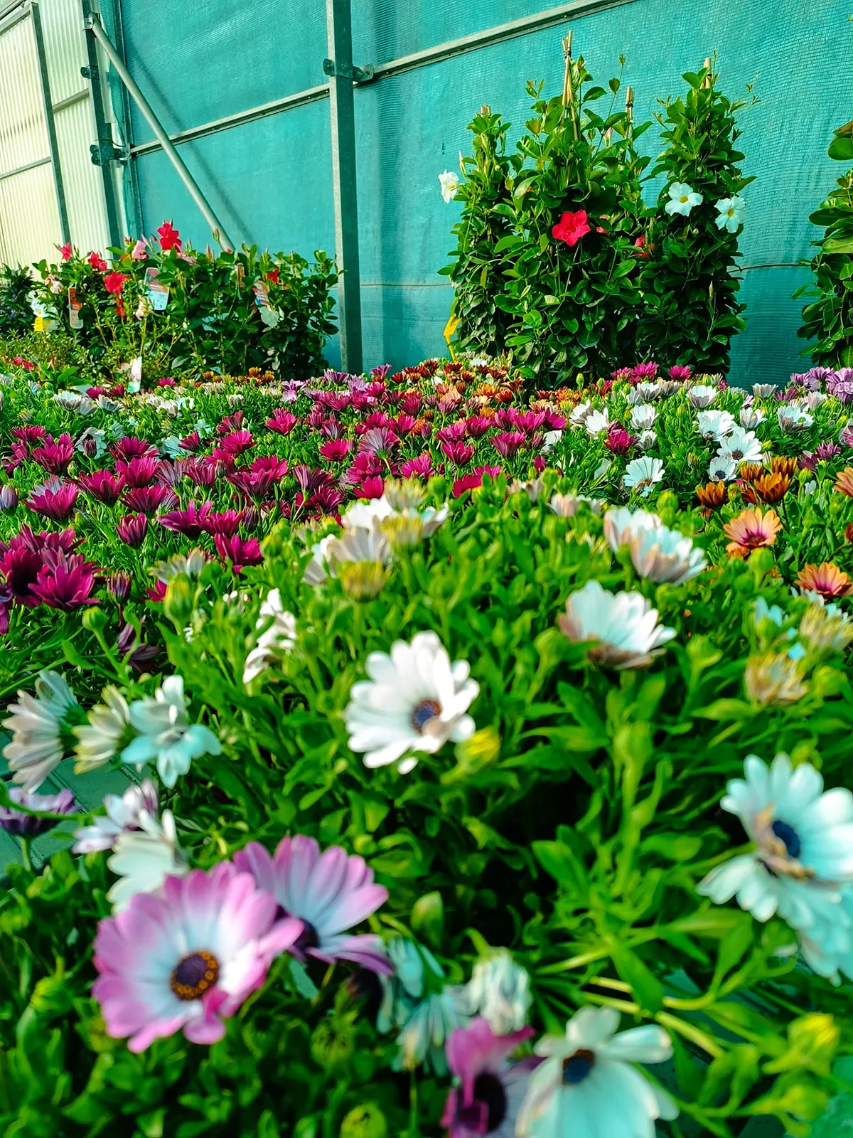 Jardinería, Flores naturales