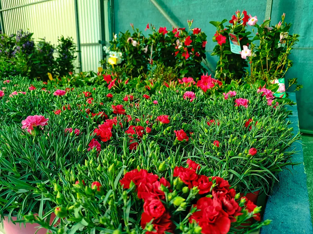 Jardinería, Flores naturales