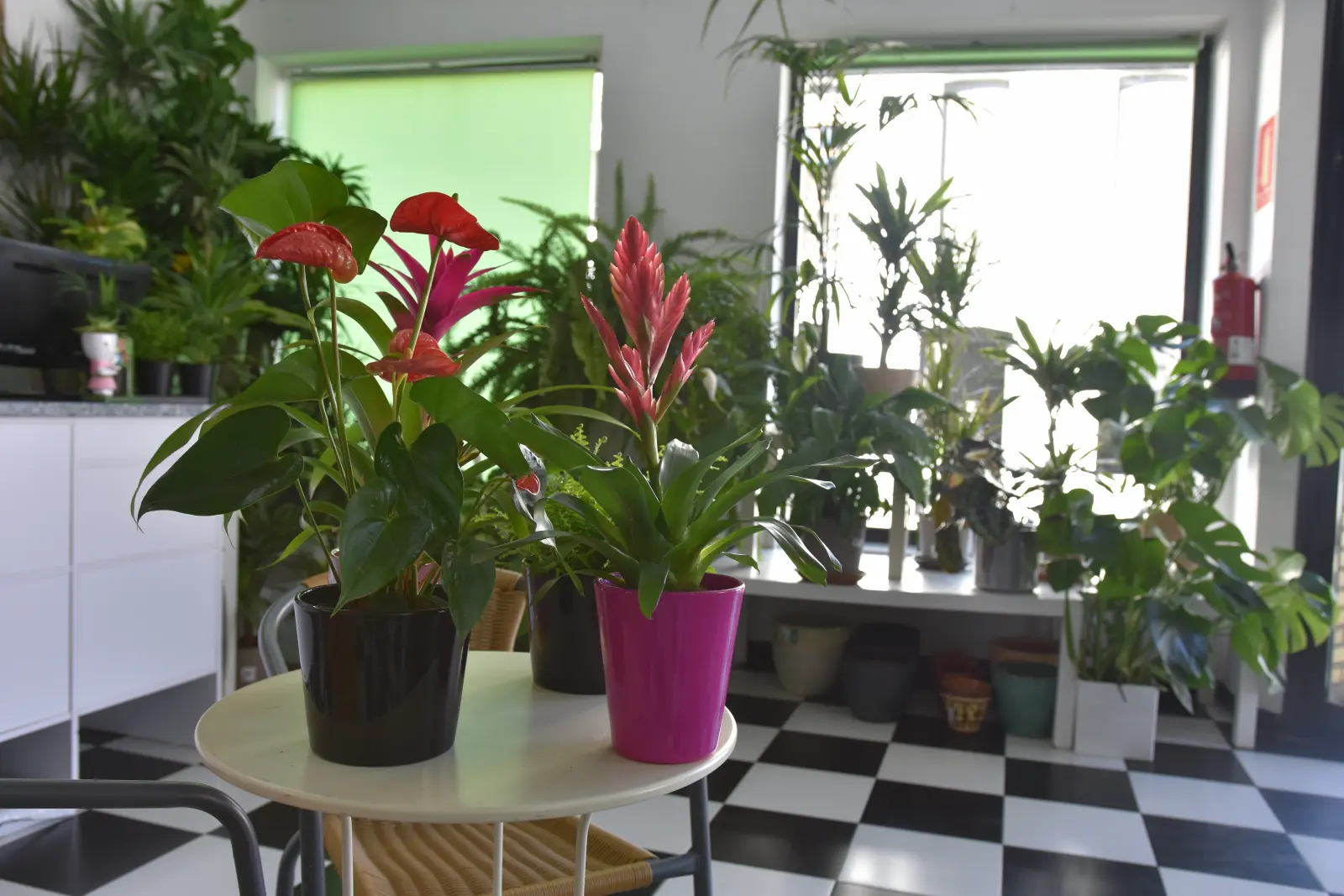 Plantas naturales Garden Los Pedroches