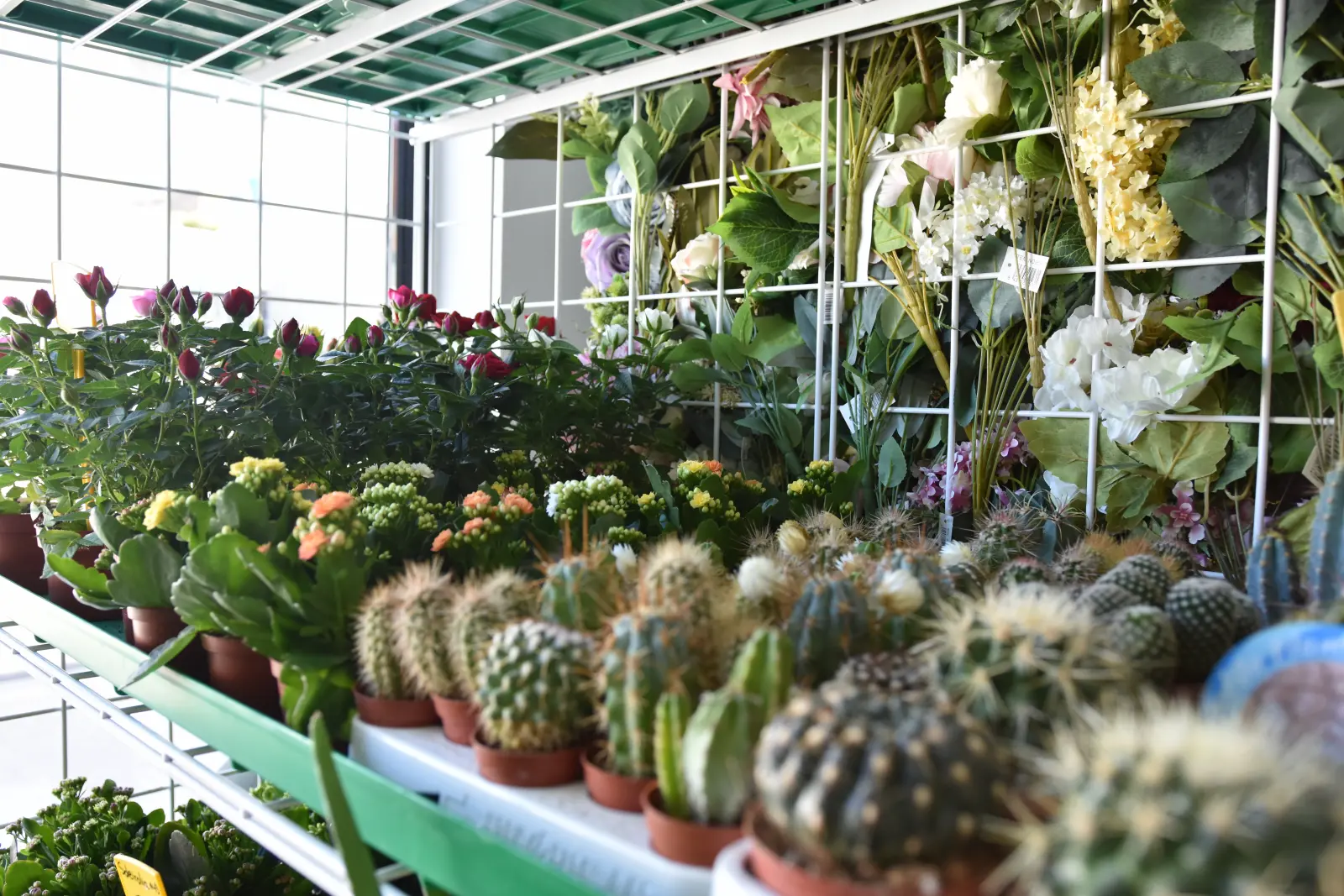 Plantas naturales Garden Los Pedroches